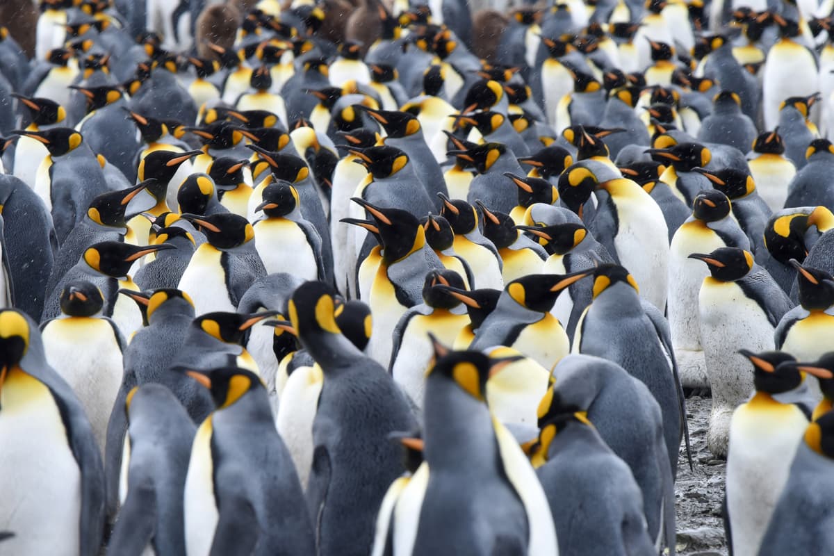 Expedition Antarctica: Highlights first hand