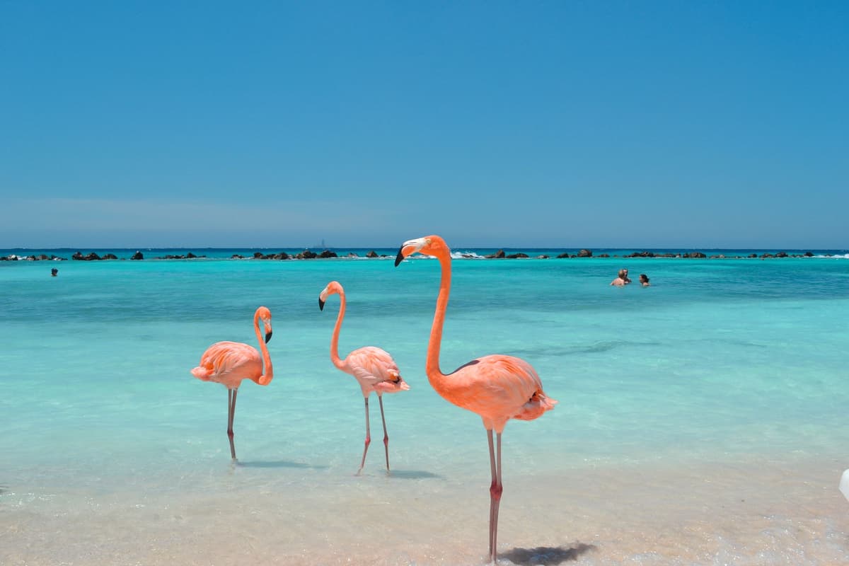 From the Big Apple into the heart of the Caribbean