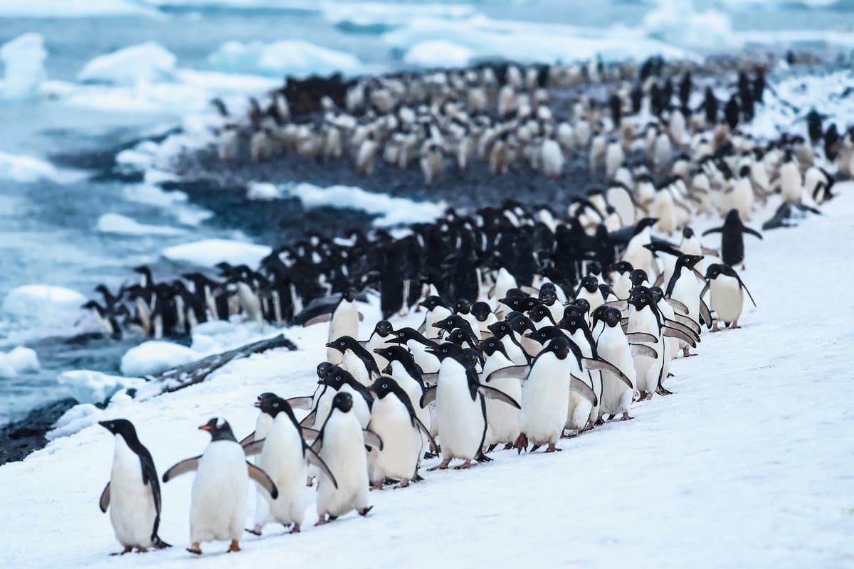 Expedition Antarctica: wildlife worlds (intensive)