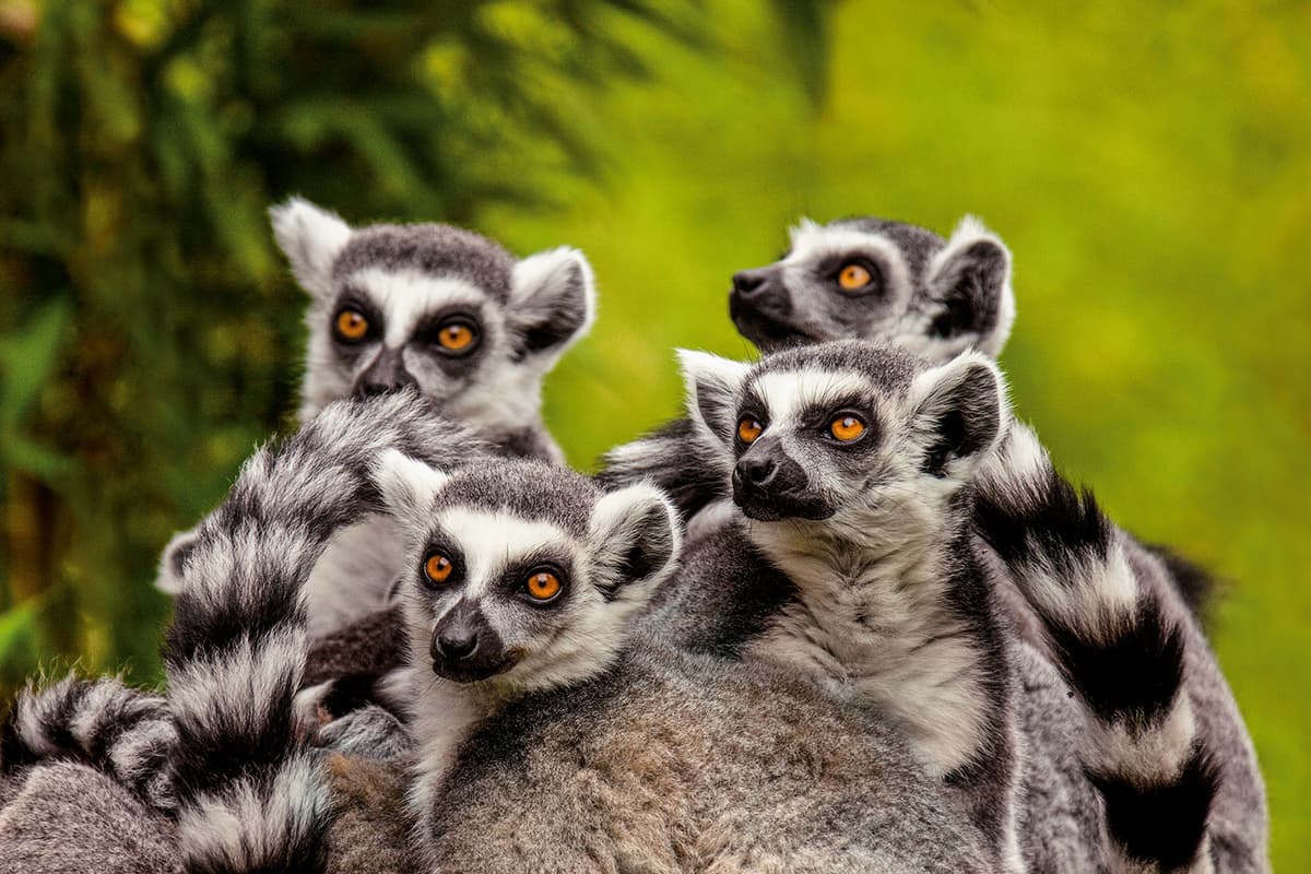 Expedition Madagascar and South Africa: two wonderful wildernesses