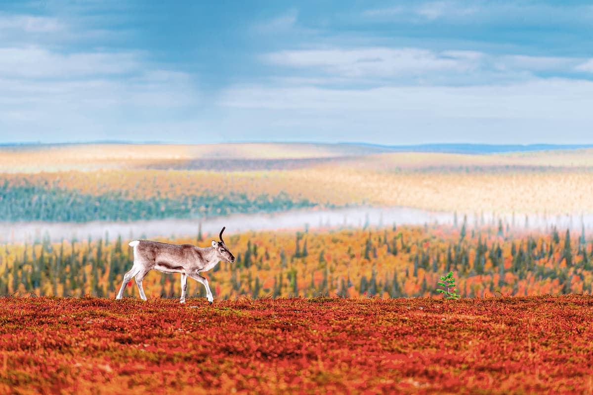 Expedition Indian summer in Lapland: Scandinavian symphony of colour