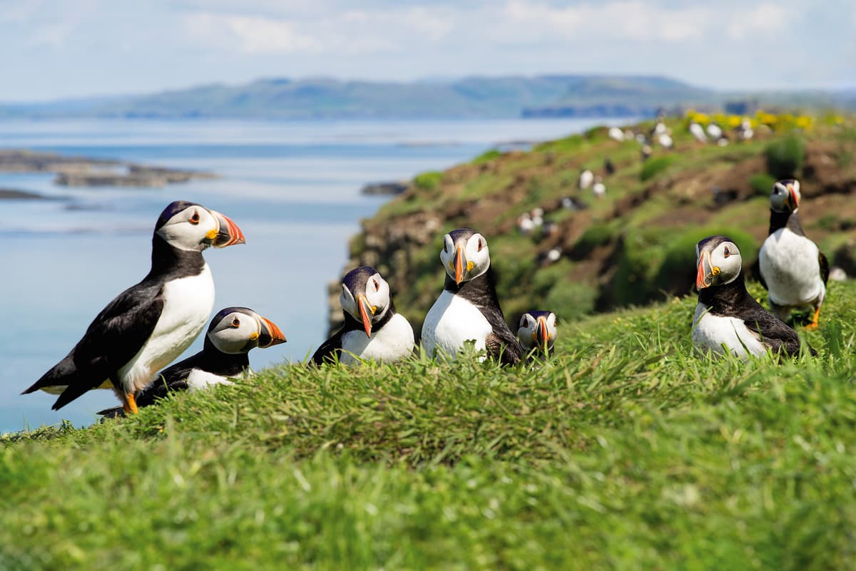 Expedition circumnavigation of Ireland and wild Scotland: mysterious Celtic realms – rugged, wild and beautiful