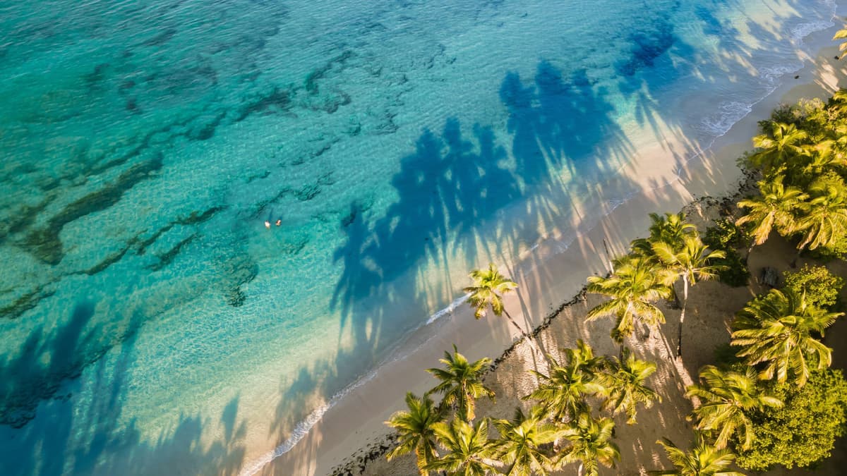 Caribbean vibes and Advent joy