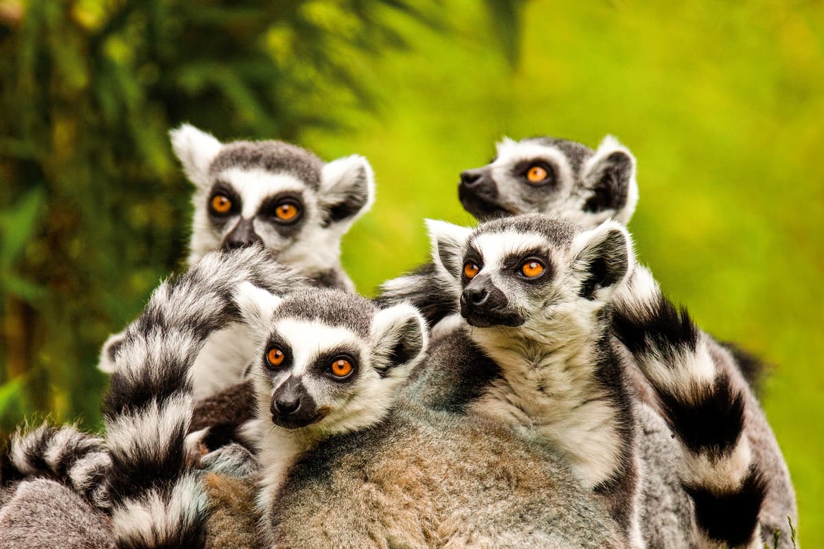 Expedition Madagascar: one of evolution’s most beautiful gifts