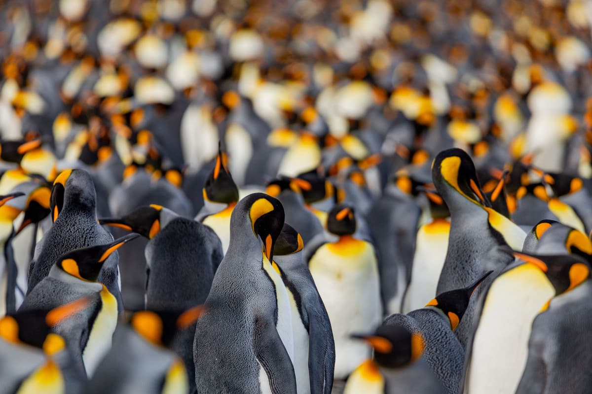 Expedition Antarctica: South Georgia and Antarctic Peninsula