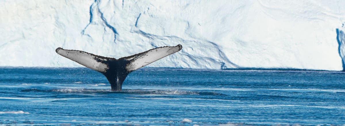 Expedition west and east Greenland - best of Greenland