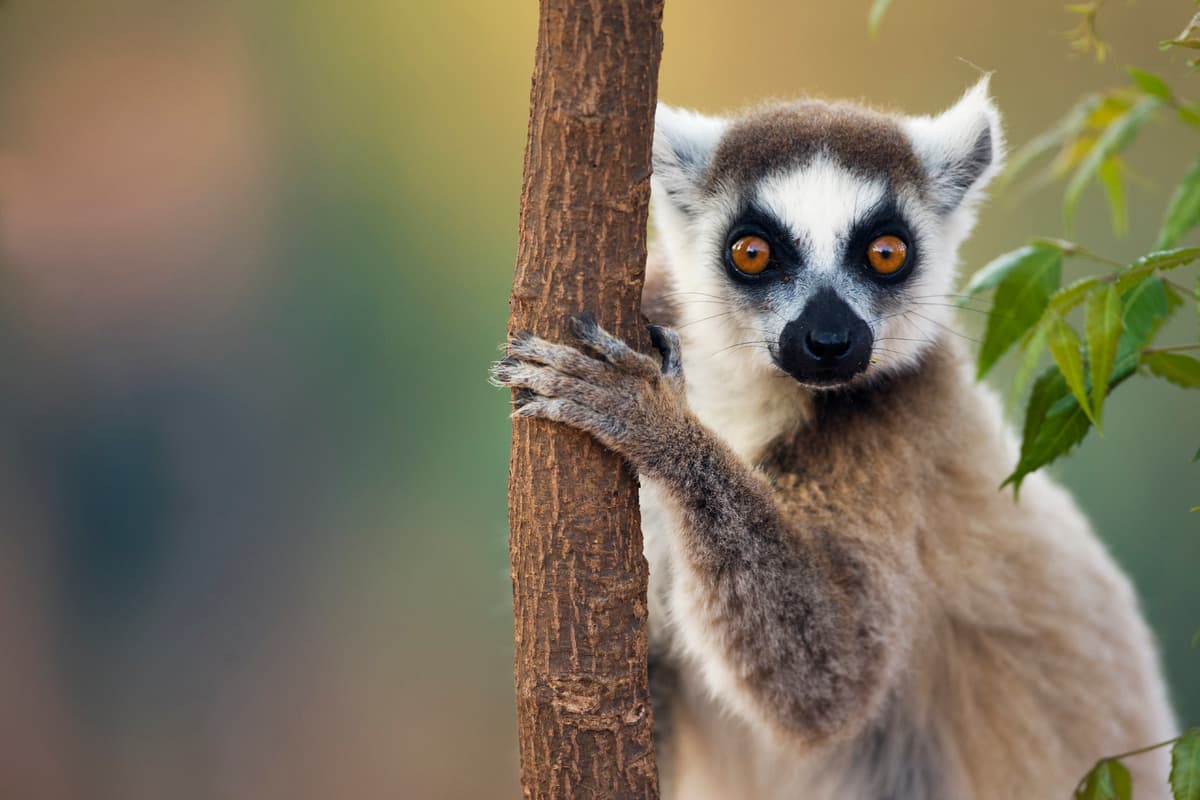 Expedition Madagascar (Christmas cruise): Festive days among lemurs and baobabs