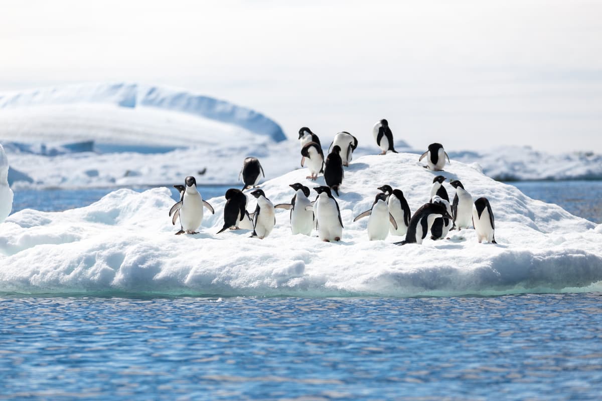 Expedition Antarctica: highlights first hand