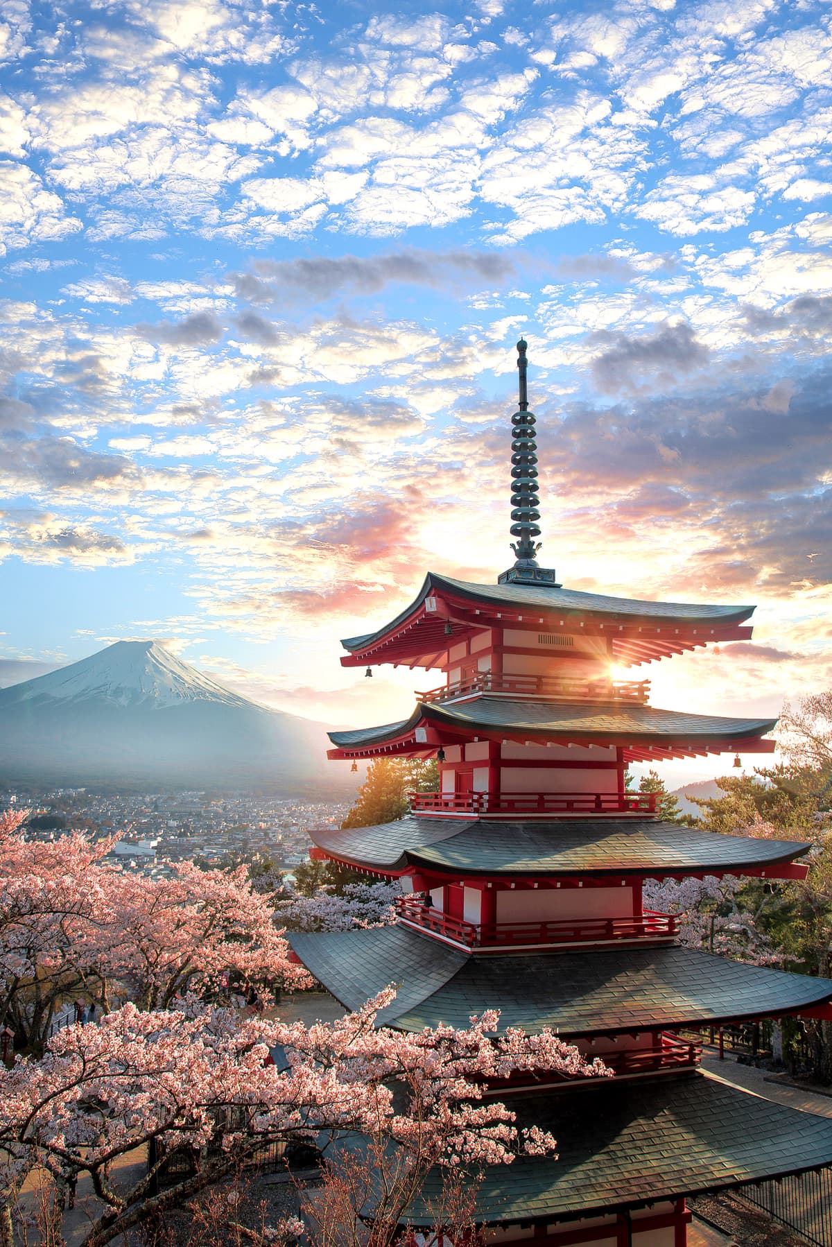 Japan’s splendour in full bloom