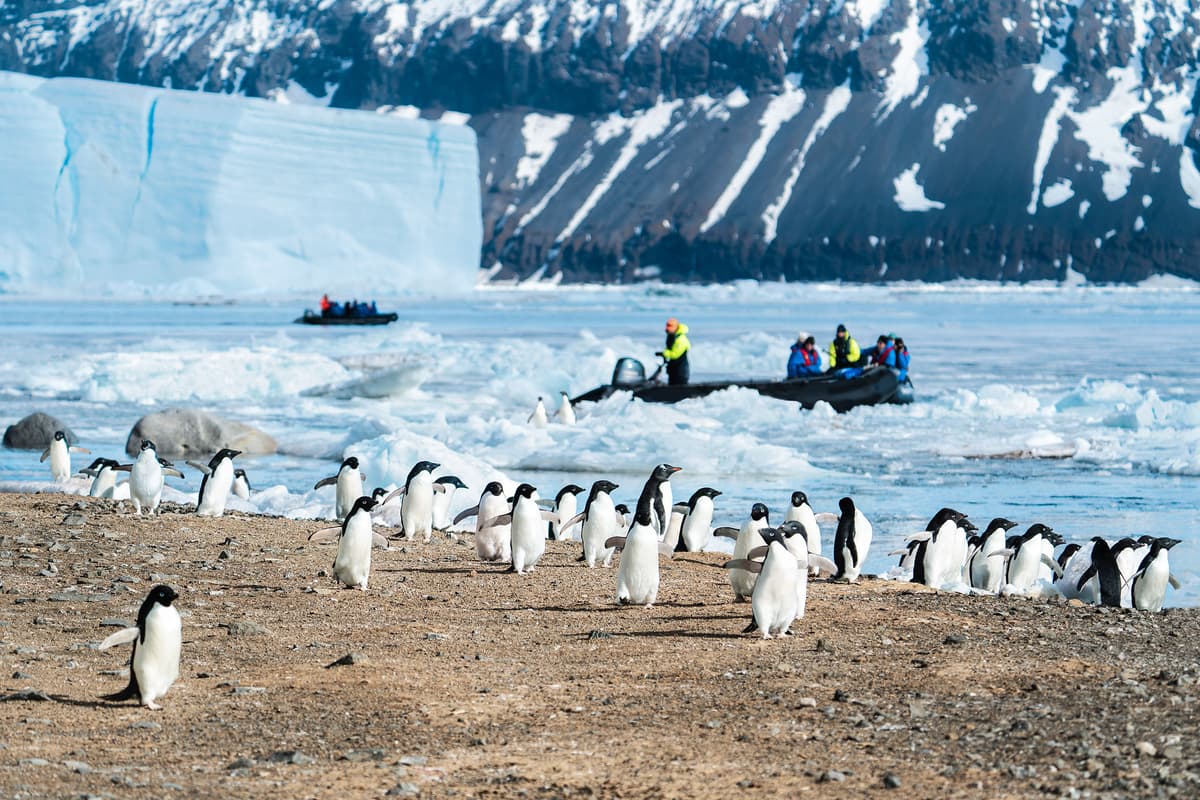 Expedition Antarctica: wildlife worlds (intensive)