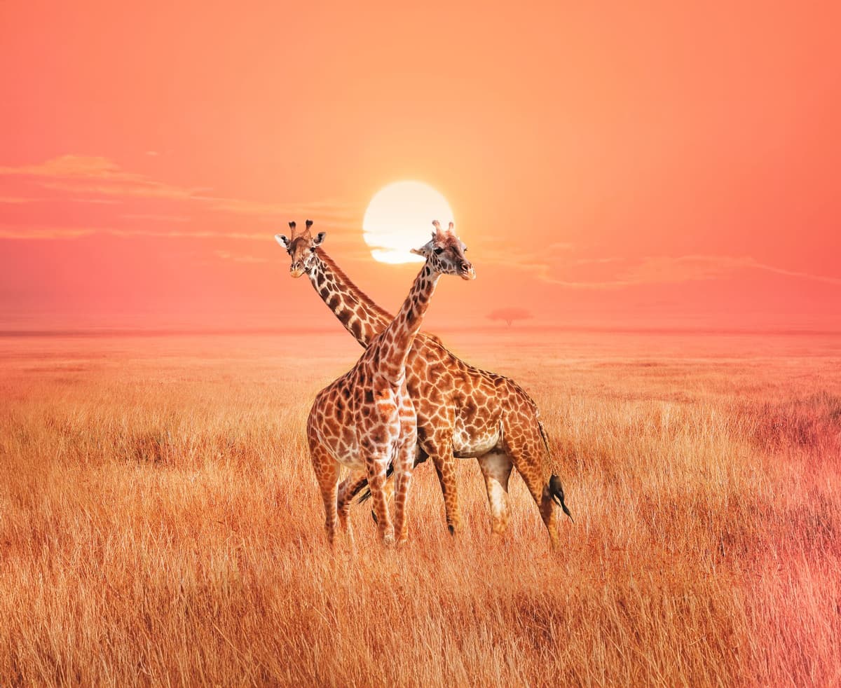 Africa – a dream destination