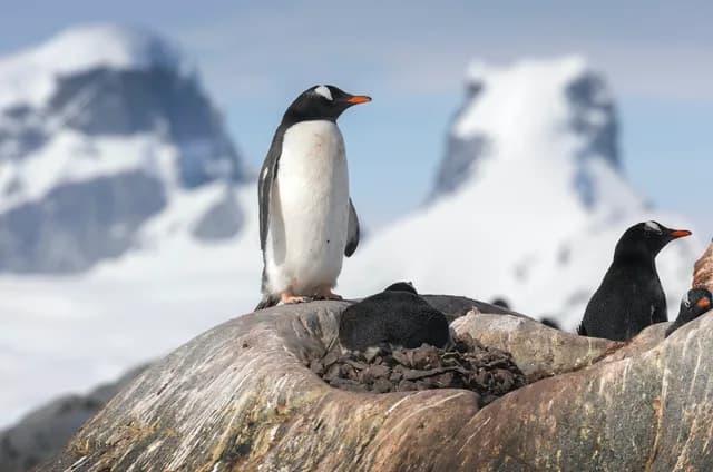 Antarctica Grand Finale Voyage: Three Islands Journey in the Season of Whales and Polar Sunsets
