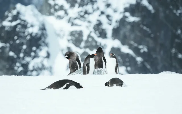 Antarctic Peninsula Discovery: Into the Polar Realm