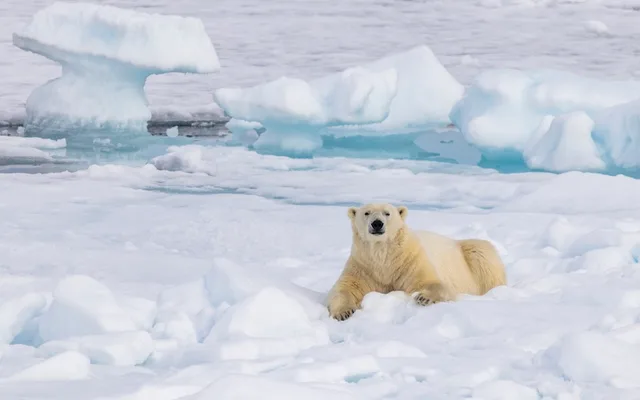 Svalbard Circumnavigation: A Journey to Discover the High Arctic & the Polar Bear Kingdom