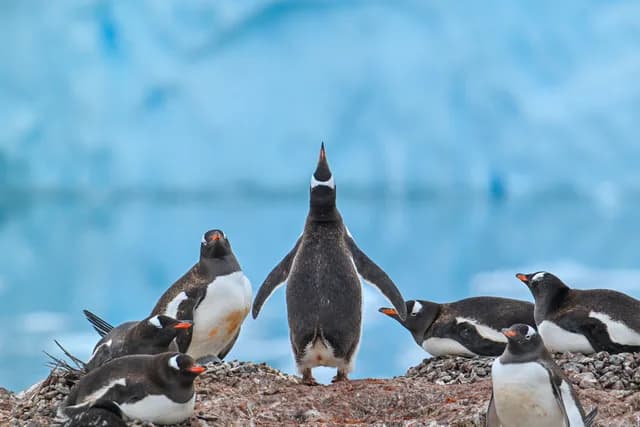 Polar Circle Air-Cruise