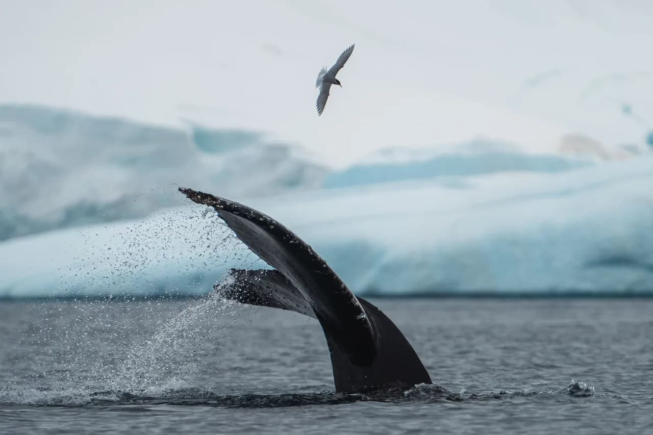 Visiting Antarctica in March: Late Summer in the Seventh Continent