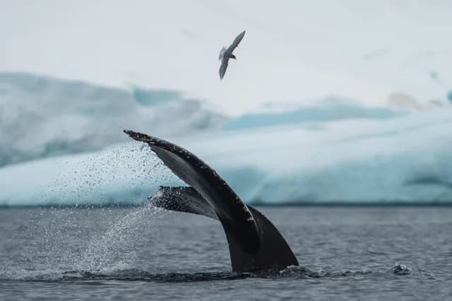 Visiting Antarctica in March: Late Summer in the Seventh Continent