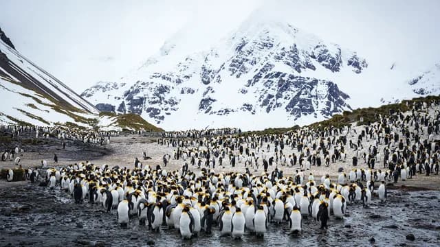 Falklands (Malvinas) & South Georgia