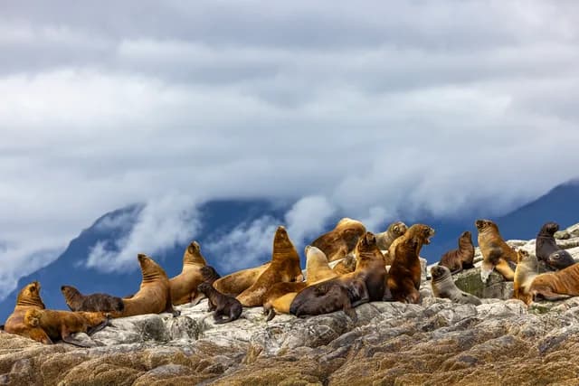 Patagonia & Chilean Fjords