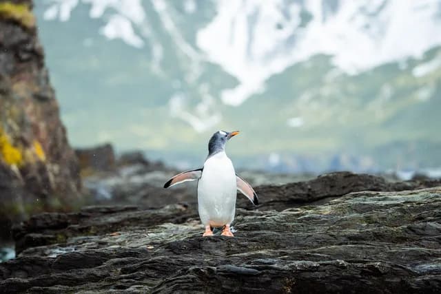 Antarctica Complete