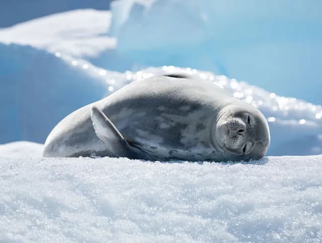 Antarctic Circle in Depth