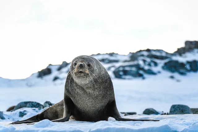 Southern Antarctic Realms: Circle & Weddell Sea