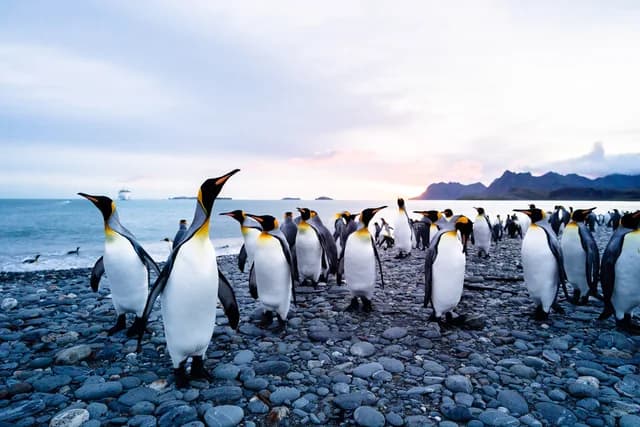 South Georgia, Falklands & Antarctic Odyssey