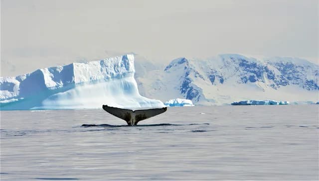 Spirit of Antarctica: Whale Migration
