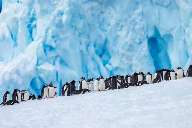 Spirit of Antarctica: In Partnership with New Scientist Discovery Tours