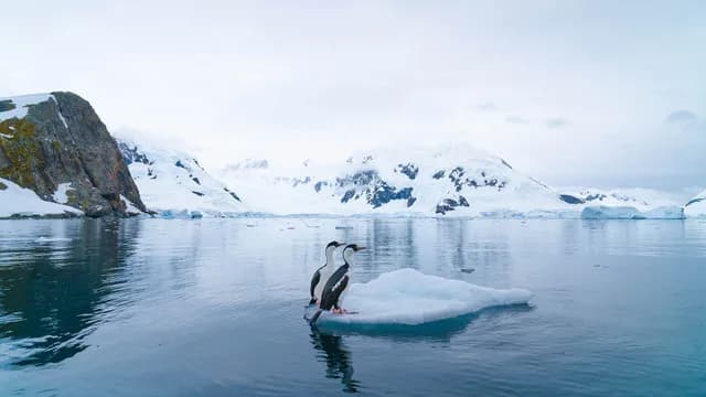 Antarctic Discovery