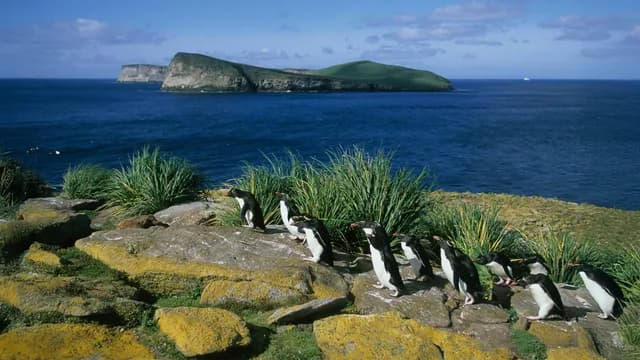 Antarctic & Falklands Adventure