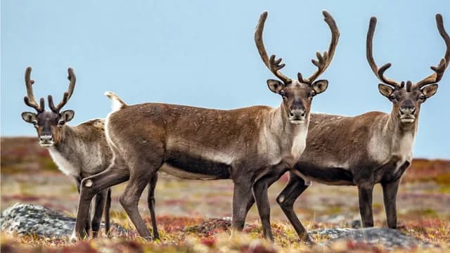 Arctic Wilderness Odyssey