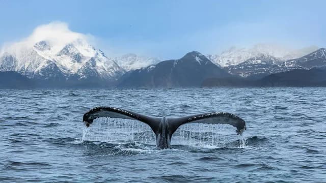 Polar Circle Odyssey