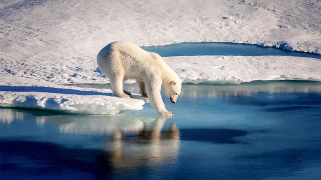 Canadian Arctic Explorer