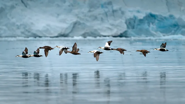 Arctic Circle Explorer