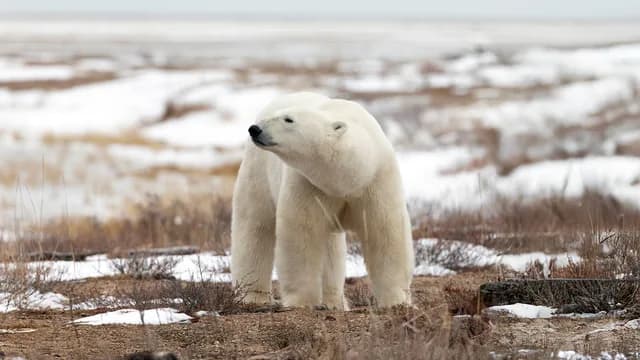 Polar Wilderness Quest					