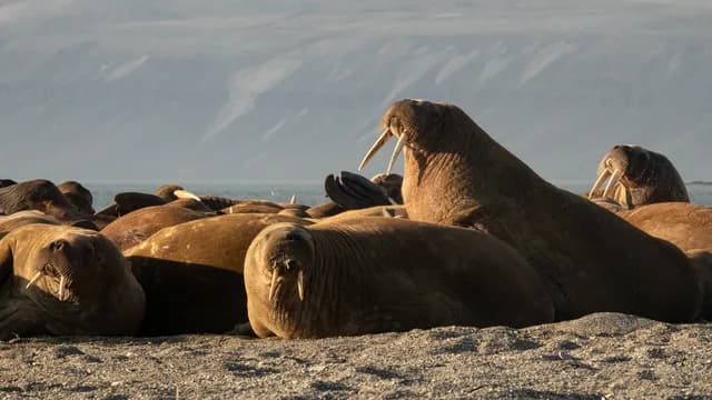 Svalbard & Greenland Explorer