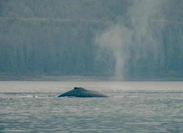 An Extended Journey of Wild Alaskan Fjords & Ancient Cultural Gems