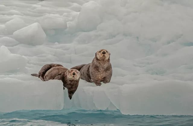 An Extended Journey through Alaska’s Wild Beauty & Remarkable Heritage