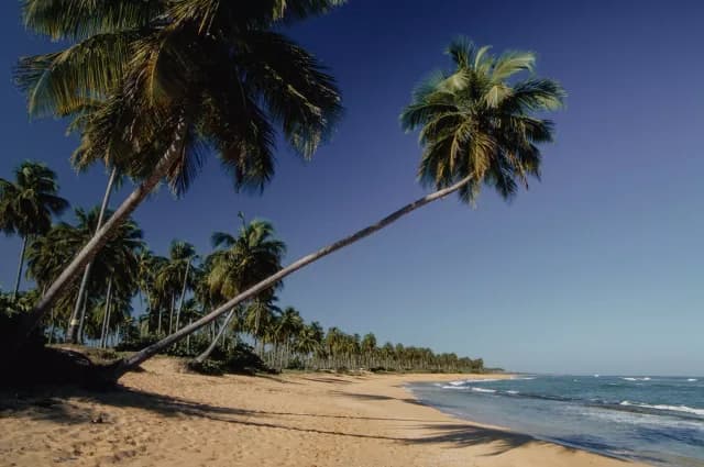 A Journey of Palm-Shaded Elegance & Caribbean Cultural Fusion