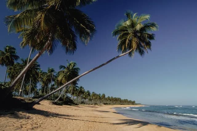 A Journey of Palm-Shaded Elegance & Caribbean Cultural Fusion