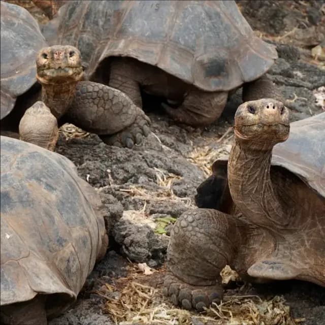 Floreana Giant Tortoises Return to Floreana Island After 180 Years