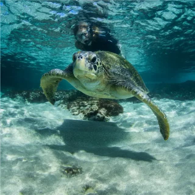 Galapagos Snorkeling for 2026: Season, Sites, and Wildlife