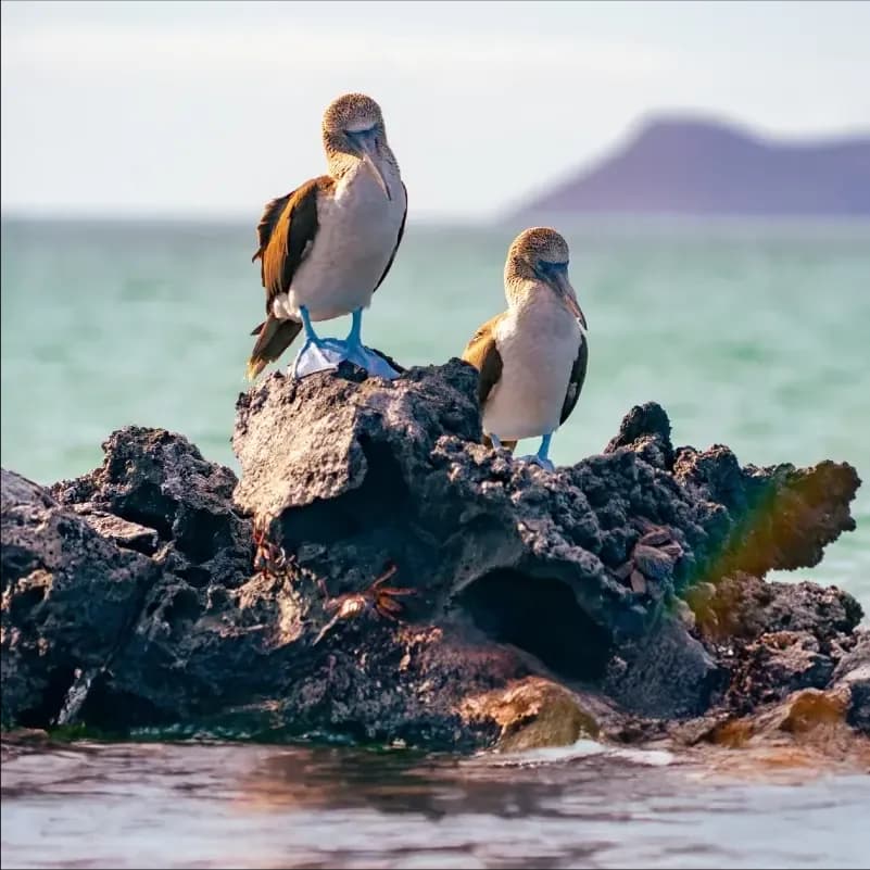 Best time to visit Galapagos: Wildlife, weather & month-by-month