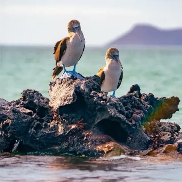 Best time to visit Galapagos: Wildlife, weather & month-by-month