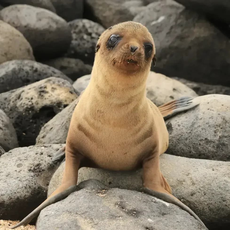 The Art of Relaxation: Discovering the Zen of Galapagos Sea Lions