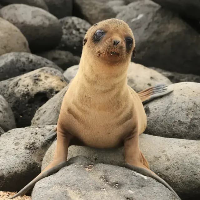 The Art of Relaxation: Discovering the Zen of Galapagos Sea Lions