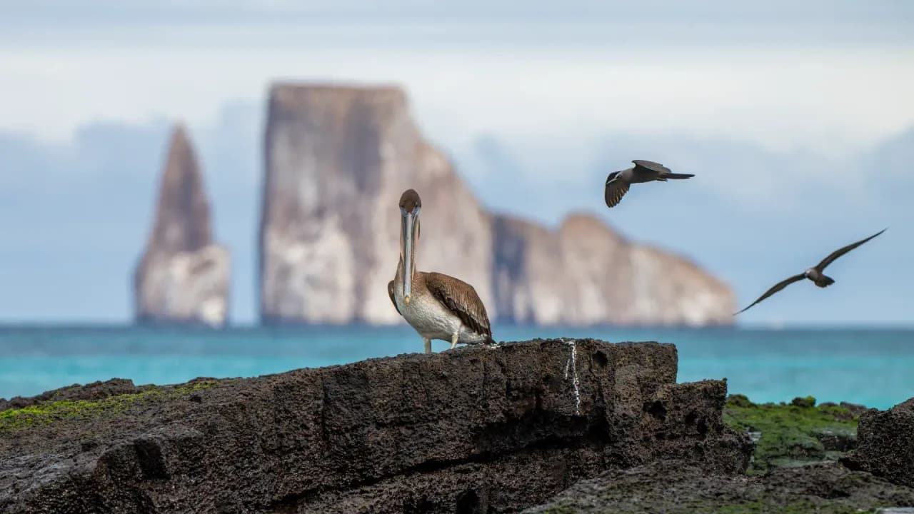 Wildlife