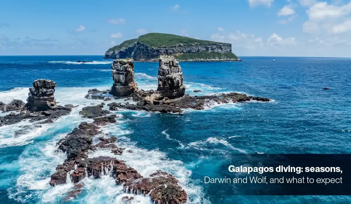 Galapagos diving: seasons, Darwin and Wolf, and what to expect