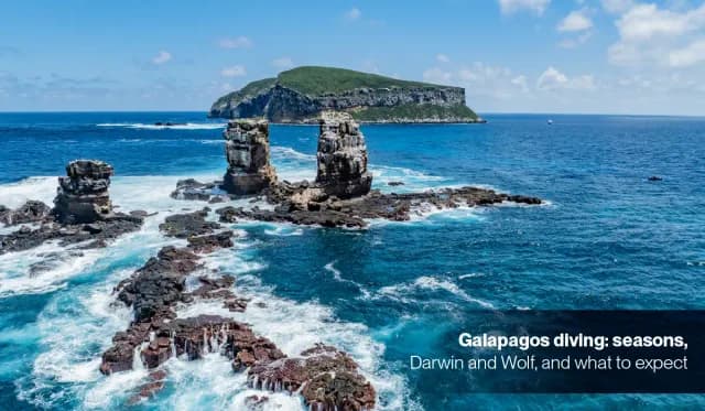 Galapagos diving: seasons, Darwin and Wolf, and what to expect